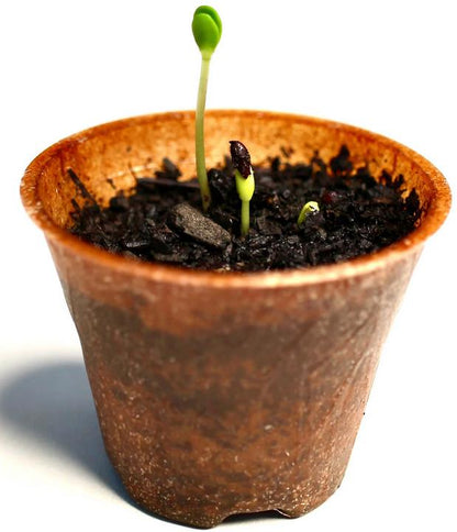 Wild apple tree planting kit, planting kit, planting instructions, plastic-free planting pot, wild apple 