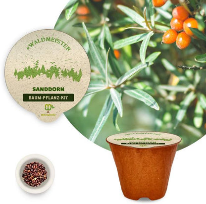 Baum-Pflanz-Kit "Waldmeister" je 1x Lärche Lebensbaum Sanddorn Pflanzkit plastikfrei