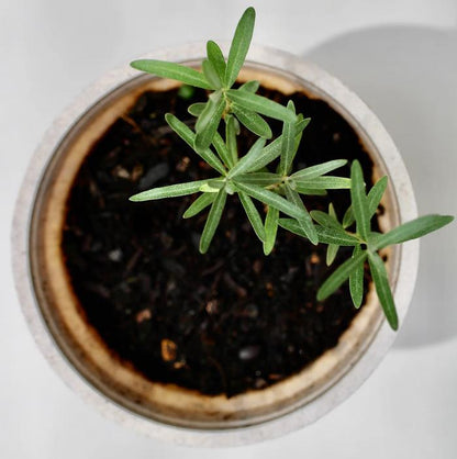 Sea buckthorn planting kit, planting instructions, plastic-free planting pot, shrub 