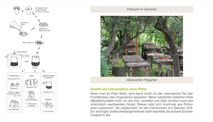 Growing your own mushrooms - Magdalena Wurth, Herbert Wurth - Practical guide (non-fiction)