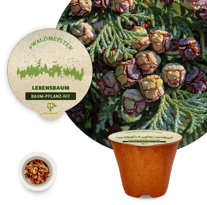 Baum-Pflanz-Kit "Waldmeister" je 1x Lärche Lebensbaum Sanddorn Pflanzkit plastikfrei