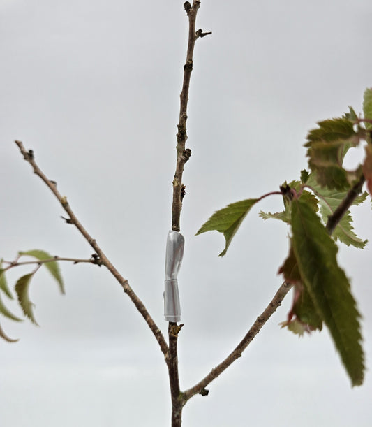 Leittrieb-Clip Baumerziehung für gerades Wachstum Gehölze Aluminium 10 Stück