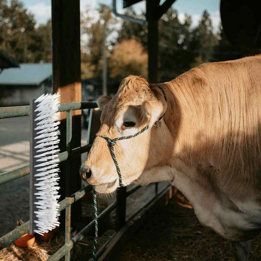 Rinderbürste Schwarz und Weiß 50 x 10 x 6.5 cm Fellbürste Kratzbürste
