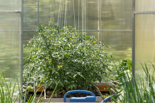 Profi Tomatenhaken 10 St Rankhilfe je 5 M kompostierbarer Schnur + Zubehör