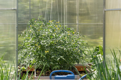 Professional tomato hooks, 15 pieces; cucumber hooks; climbing aid with 5 m of compostable twine each + accessories