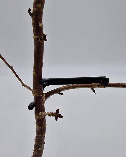 Astklammern Astspreizer für Obstbäume & Spaliergehölze Saftwaage 9 cm 15 Stück