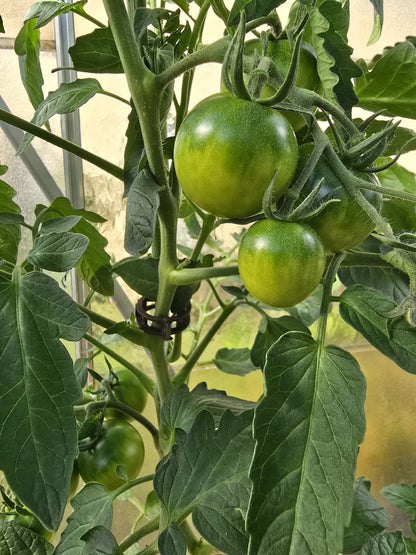 Pflanzenclips für Tomaten Paprika Gurken Rankhilfe ⌀ 22 mm mit Schnurführung 100 Stück