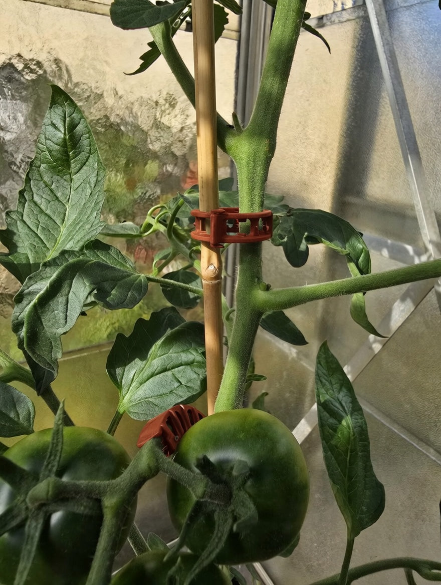 Pflanzenclips für Tomaten Paprika Gurken Rankhilfe ⌀ 22 mm mit Schnurführung 50 Stück
