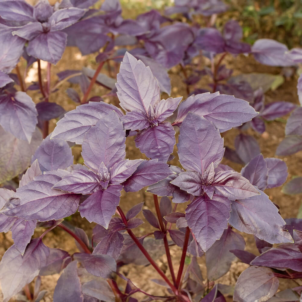 Tree planting kit "Woodruff" (1 each of larch, arborvitae, and sea buckthorn) - plastic-free 