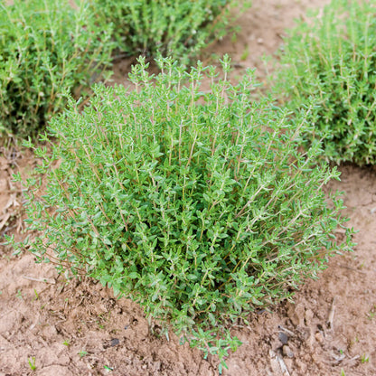 Tree planting kit "Woodruff" (1 each of larch, arborvitae, and sea buckthorn) - plastic-free 