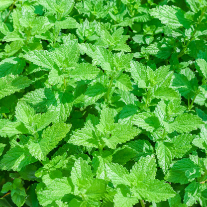 Tree planting kit "Woodruff" (1 each of larch, arborvitae, and sea buckthorn) - plastic-free 