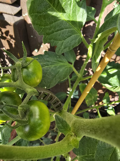 Rispenhalter Rispenbügel für Tomaten Paprika Gurken Rankhilfe 5,5 mm Braun 100 Stück