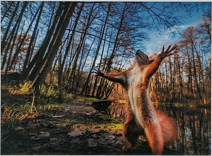 1000-piece puzzle, squirrel design, 69x51 cm, forest, nature, brain training