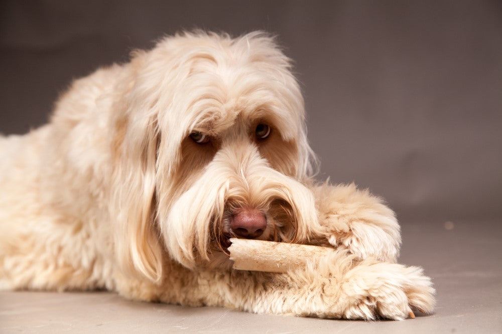 Kauknochen für Hunde Kaffeeholz natürlicher Kaustab Zahnpflege Hundespielzeug M 1 Stück